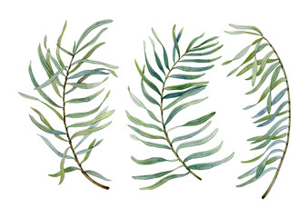 Watercolor hand drawn green branches. Can be used as print, postcard, poster, invitation, greeting card, textile design, stickers.