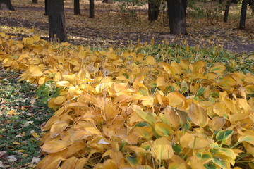 autumn leaves in the park