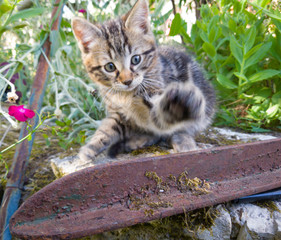 cat in the garden