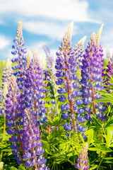 Obraz premium Lupine field with blue flowers at summer