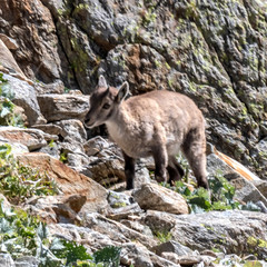 Bouquetin dans les Alpes