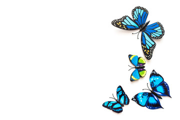 Niebieskie motyle na białym tle