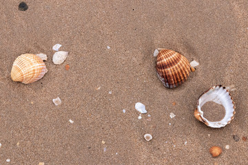 shells in the sand at the beach