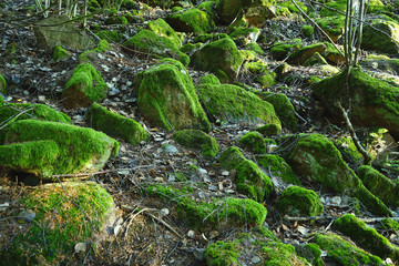 Forest Stones covered with moss.