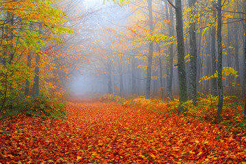 Fototapeta premium Image of colorful leaves falling down from tree branches in autumn.(Yedigöller). Yedigoller National Park, Bolu, Istanbul. Turkey. 