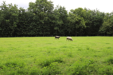 Nice view over a meadow with grazing sheep.