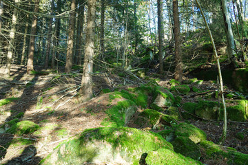Green moss growth on covered boulder rocks.