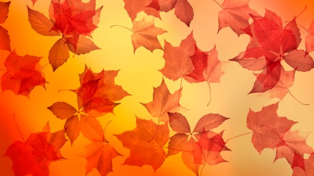 Autumn motive. Falling leaves on a yellow background.