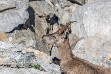 Bouquetin dans les Alpes