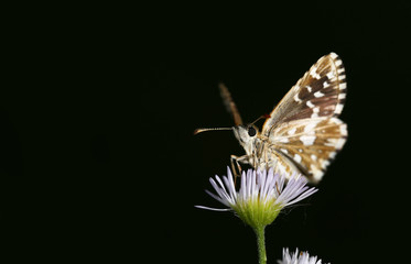 Flap of a small moth during takeoff from a chamomile flower. Black blurred background.