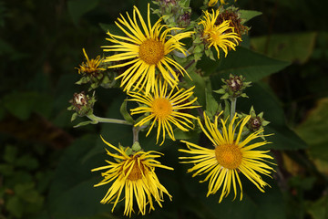 Yellow flowers elecampane on a dark green blurred background...