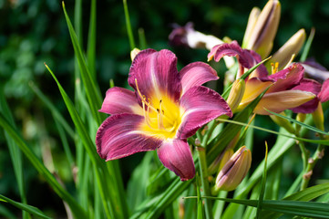 Fototapeta premium On a sunny day with dark red lily with yellow center, lily green scene background