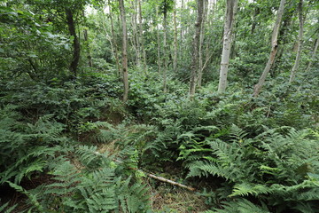 Beautiful dark green forest ferns in a rugged European forest.