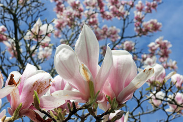 Flowering Magnolia tree in early spring 