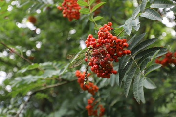A large dragonfly resting on the red berries of rowan.