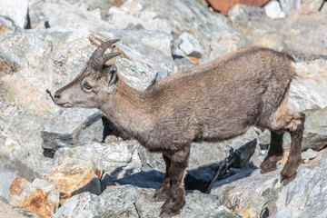 Bouquetin dans les Alpes