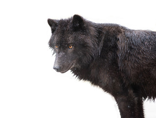 Portrait of a black canadian wolf isolated on white background.