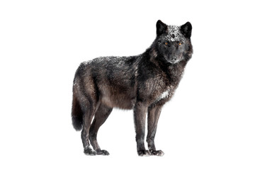 Wet canadian black wolf isolated on white background.