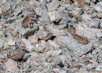 Bouquetin dans les Alpes