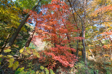 Autumn forest in Korean Mountain