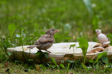 	
Haussperling an der Vogeltränke	

