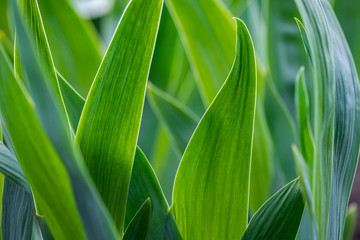 Spring collection of nature awakening green leaves abstract background