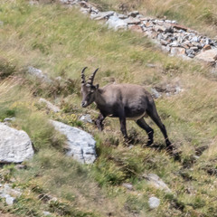 Bouquetin dans les Alpes