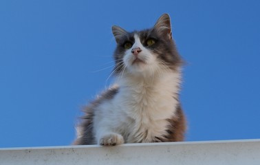 Chat sur un toit
