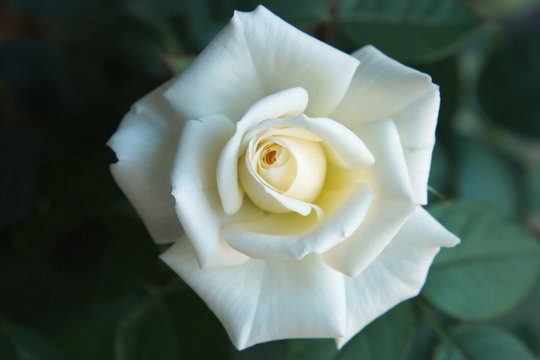 Beautiful rose flower in extreme close-up. A blossom portrait, white petals in a macro view. Image of shallow depth of field with blurred background.
