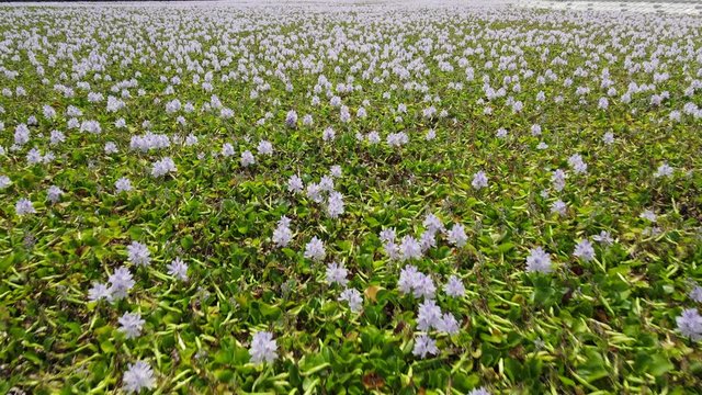 Drone shooting water hyacinth blooming in the pond