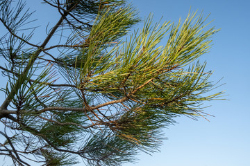 pine tree branches against blue sky
