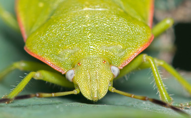 close up of a stink bug