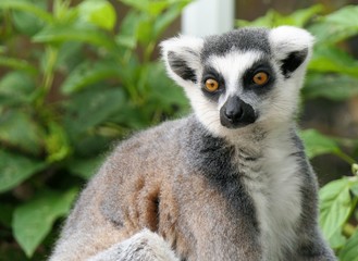 Portrait of a cute ring-tailed lemur, lemur catta,  at a green natural background
