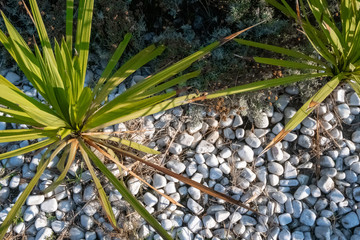 palm tree and white stones