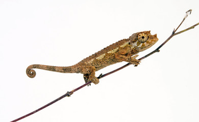 young Jackson's chameleon - junges Dreihornchamäleon / Jacksons Chamäleon (Trioceros jacksonii xantholophus) © bennytrapp