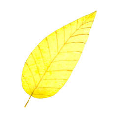 Autumn yellow leaf isolated on white background.Watercolor botanical hand drawn illustration..Image can be used for printing on fabric,dishes, to create patterns,stickers,postcsrd,invitations