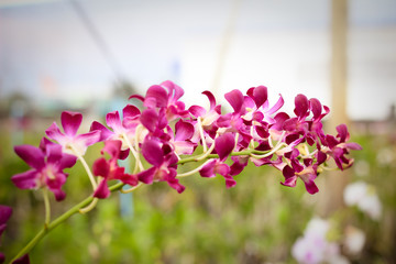 Thailand orchids