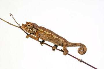 young Jackson's chameleon - junges Dreihornchamäleon / Jacksons Chamäleon (Trioceros jacksonii xantholophus) © bennytrapp