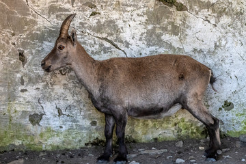 Bouquetin dans les Alpes