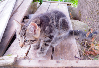 cat on the fence