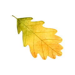 Autumn oak leaf isolated on white background.Watercolor botanical hand drawn illustration..Image can be used for printing on fabric, dishes, to create patterns,stickers,postcsrd,invitations,cards.