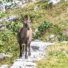 Bouquetin dans les Alpes