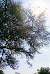 trees and sky