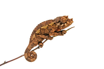 young Jackson's chameleon - junges Dreihornchamäleon / Jacksons Chamäleon (Trioceros jacksonii xantholophus) © bennytrapp