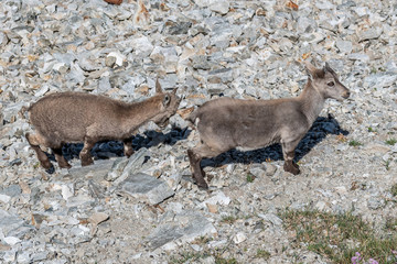 Bouquetin dans les Alpes