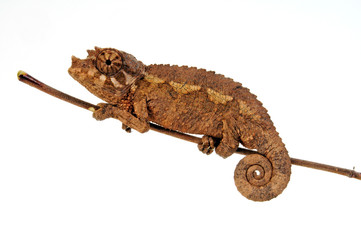 young Jackson's chameleon - junges Dreihornchamäleon / Jacksons Chamäleon (Trioceros jacksonii xantholophus) © bennytrapp