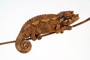 young Jackson's chameleon - junges Dreihornchamäleon / Jacksons Chamäleon (Trioceros jacksonii xantholophus) © bennytrapp