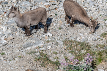 Bouquetin dans les Alpes