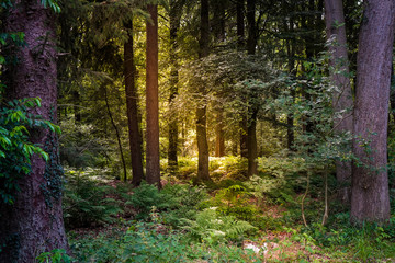Forest in the sun