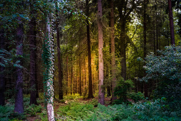 Naklejka premium Forest in the morning 